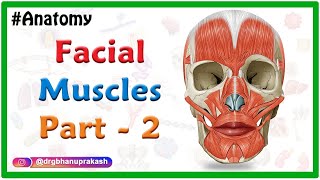 Facial muscles Anatomy animation Part 2  Oral Group [upl. by Netloc]