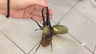 Giant beetle sounds like a jackhammer [upl. by Drhacir]