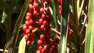 Como fazer mudas de dracena Dracaena marginata tricolor Jardinagem [upl. by Jeannine]