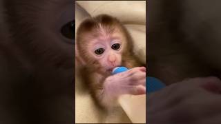 The monkey headed baby drinks milk🍼 shorts monkey animals baby monkeykiki [upl. by Schnurr]