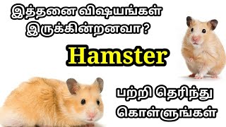 Know Something About Cute Pet Hamster in தமிழ் [upl. by Aidam918]