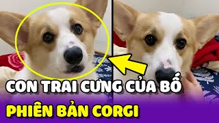 Chú chó CORGI với khả năng nịnh nọt ba mẹ SIÊU ĐỈNH 🥰  Yêu Lu Official [upl. by Seavey]