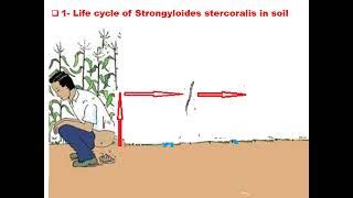 ٍStrongyloides stercoralis GIT module Dr Khaled Habib [upl. by Mervin]