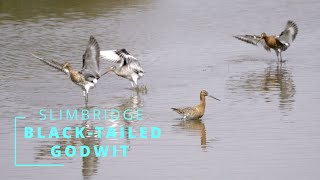 BLACKTAILED GODWIT [upl. by Emyam]