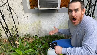 How to REMOVE GREEN ALGAE MILDEW MOLD from house siding FAST wood stucco vinyl siding [upl. by Adnoraj512]