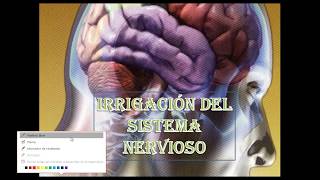 Irrigacion del sistema nervioso [upl. by Nakre962]