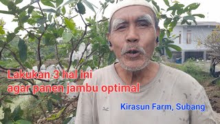 Lakukan 3 hal ini agar panen jambu optimal [upl. by Yim]