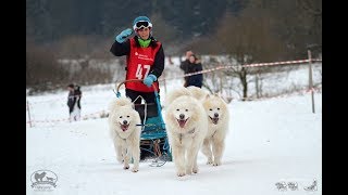 Samojeden beim Schlittenhunderennen Liebenscheid 2019 [upl. by Einwahr]