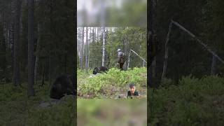 Meeting a bear in the forest bear forest meeting hunting bear wildlife nature [upl. by Ham]