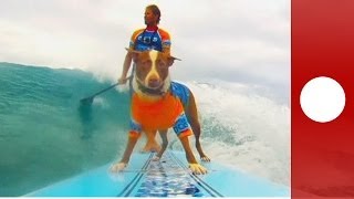 Hang loose Dog surfing competition at Queensland surf festival [upl. by Walliw]