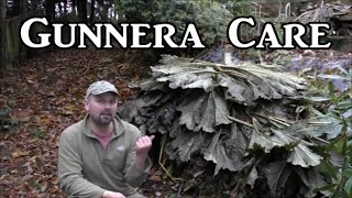 How to care for Gunnera Winter protection [upl. by Enaxor]