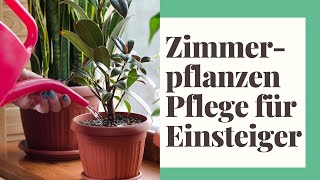 13 EINFACHE TIPPS Zimmerpflanzen Pflege für Einsteiger [upl. by Ereveniug]