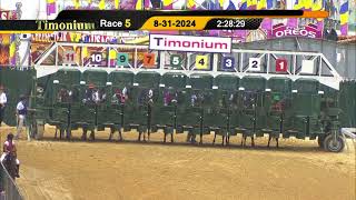 TIMONIUM 08312024 REPLAY SHOW [upl. by Aratahs19]