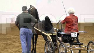 Sandra Surber enjoying showing her hackney ponies at the 2012 Virginia Horse show [upl. by Vaios649]