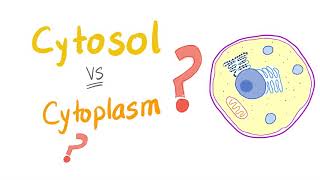 Cytosol vs cytoplasm  What’s The Difference [upl. by Ejrog]