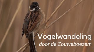 Vogelwandeling door de Zouweboezem 1198 [upl. by Eggleston924]