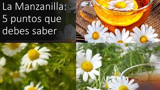 La Infusión de Manzanilla 5 puntos que debes saber sobre el té de Camomila [upl. by Tav]