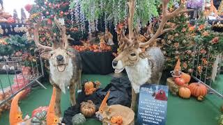 Singing reindeer 🦌🎄 autumn winter christmas tree believe magic songs singing garden gifts [upl. by Durante]