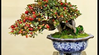 Cotoneaster horizontalis Bonsai  Rock Cotoneaster Rockspray Cotoneaster [upl. by Araec]