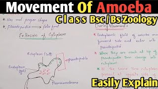 Amoeba Movement  Amoeboid Movement  Amoeba Moves Through Pseudopodia  Class Bsc amp Bs Zoology [upl. by Kironde]