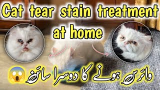 Persian cat eyes cleaning method Home remedies for cat tear stain cleaningHow to clean cats eyes [upl. by Arelus]