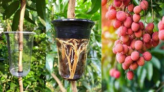 How to Air Layering Lychee Tree  Easy method to grow Lychee tree from cuttings at home [upl. by Amara870]