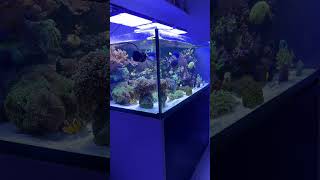 Acquario Marino reeftank reef aquarium acquariofilia fish corals reef music cover song [upl. by Harwilll]