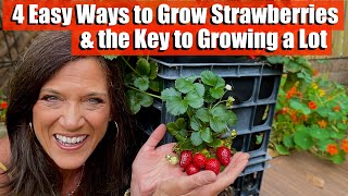 4 Ways to Grow Strawberries amp the Key to Growing a Lot [upl. by Adnahcir866]