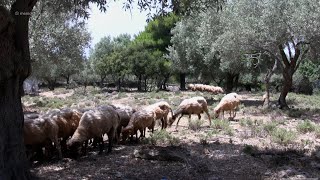 Olive Orchard  20200726 [upl. by Eibber358]