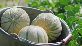 The Life Cycle of Charentais Melon  Modern Agriculture Planting and Harvesting French Melons [upl. by Yrellam]