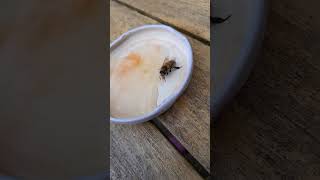 Emergency Response Needed shortsyoutube bees nature [upl. by Raamaj]