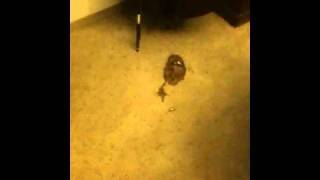 Dog Vomits Chocolate All Over House [upl. by Weight]