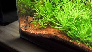 Parade Corydoras Panda Mâle non partageur [upl. by Nolahp456]