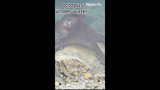 octopus under water part2 [upl. by Atirb]