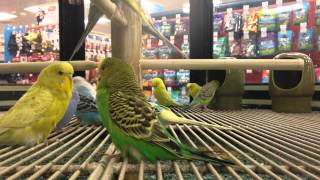 Pet store Parakeets [upl. by Gnud]