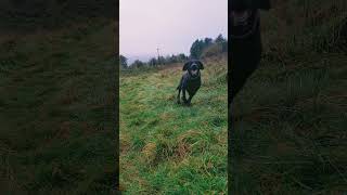 Buzzing the tower Marvin the dog just being normal on his walk labradorlife filmmywalkies [upl. by Annot203]