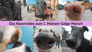 WET Kisses  Das Nasenvideo zum 1 Mainzer GalgoMarsch 2024 [upl. by Savannah]