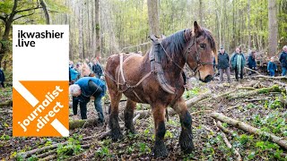 18 trekpaarden lokken massa volk voor demonstratie bosbouw met trekpaarden in Bos tEname [upl. by Akimet]