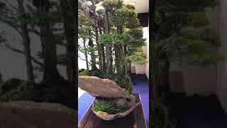 Compositional bonsai Japanese Cypress by Mr Masahiko Kimura 創作盆栽（八ツ房桧） 木村正彦氏 [upl. by Enawd]