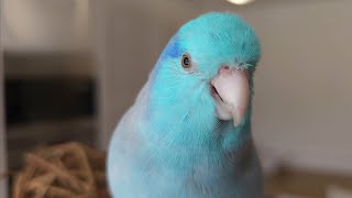 Parrotlet Talking ✨️ Parrot Talking Sounds  Parrotlet Speaking Singing Chirping ฟอพัส [upl. by Yeltihw400]