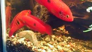 Red Jewel Cichlid Hemichromis lifalili Breeding Trio [upl. by Aratal]