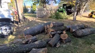 Large Elm Tree Removals [upl. by Feodore]