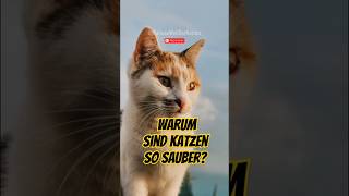 Die erstaunliche Reinheit unserer geliebten Katzen [upl. by Sumner605]