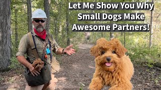 End Small Dog Discrimination  Uncle Stonnie Proves Small Dogs Are Great Adventure Partners [upl. by Mcgrody54]