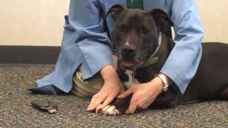 How to Trim a Dogs Nails [upl. by Latimer]