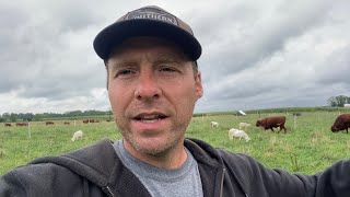 St Croix Sheep Lambing Season  Lessons Learned [upl. by Ardeth690]