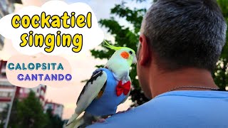 Best Cockatiel singing collection 2 hours 4K video Background [upl. by Morice]