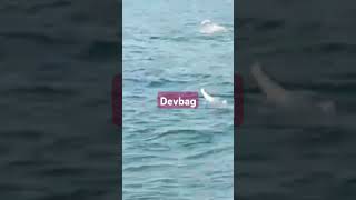 Tarkarli Beach Devbag ⛱️ dolphins view boating [upl. by Hniv]