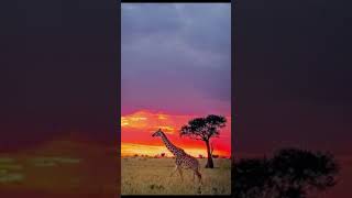 Masai Mara National Park Kenya [upl. by Anestassia]