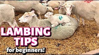 Lambing Tips to help make your first lambing experience AWESOME Vlog 294 [upl. by Aneram]